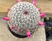 Cactus Plant Small Mammillaria Eleganz. A beautiful, geometric design of spines is very unique.