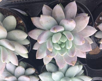 Medium Succulent Plant Medium Lilac Mist. A beautiful plant with unique coloring.