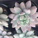 see more listings in the Medium Plants section