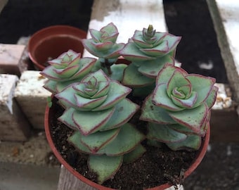 Medium Succulent Plant. Crassula Perforata String of Buttons