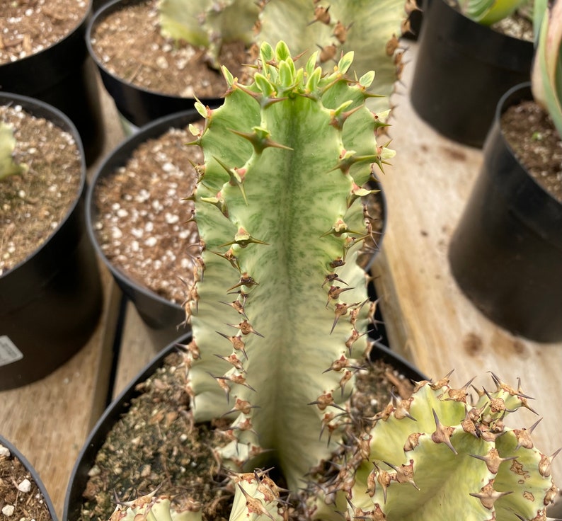 Cactus Plant African Golden Candelabra Tree. A Beautiful Etsy