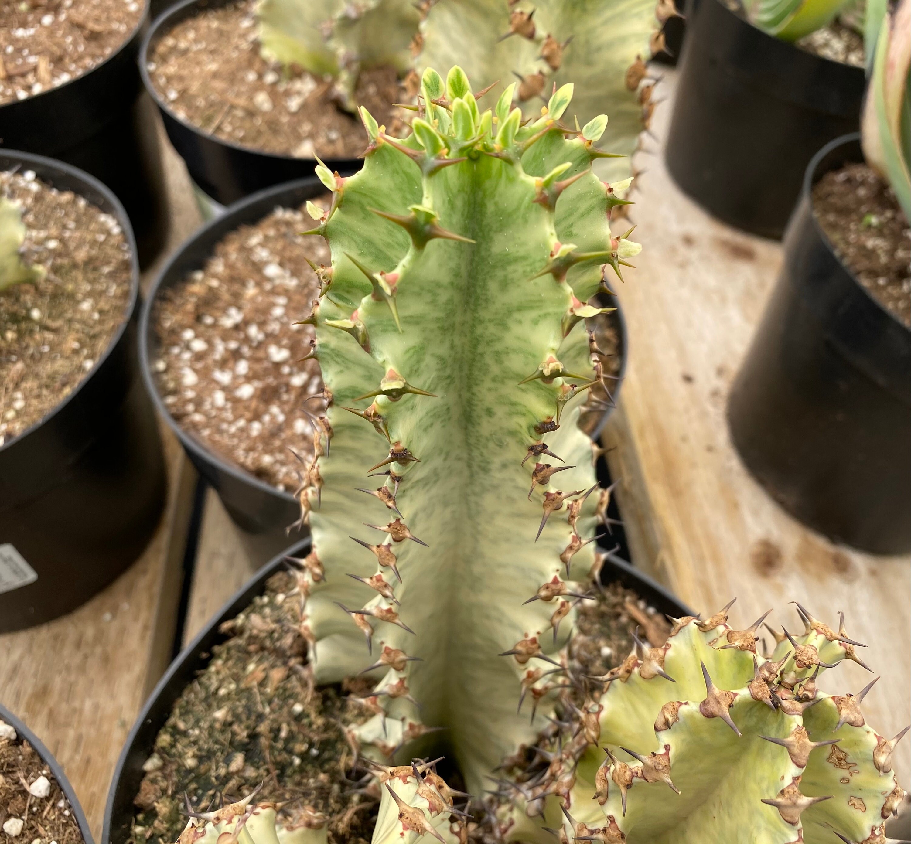 Cactus Plant African Golden Candelabra Tree. A beautiful Etsy Nederland