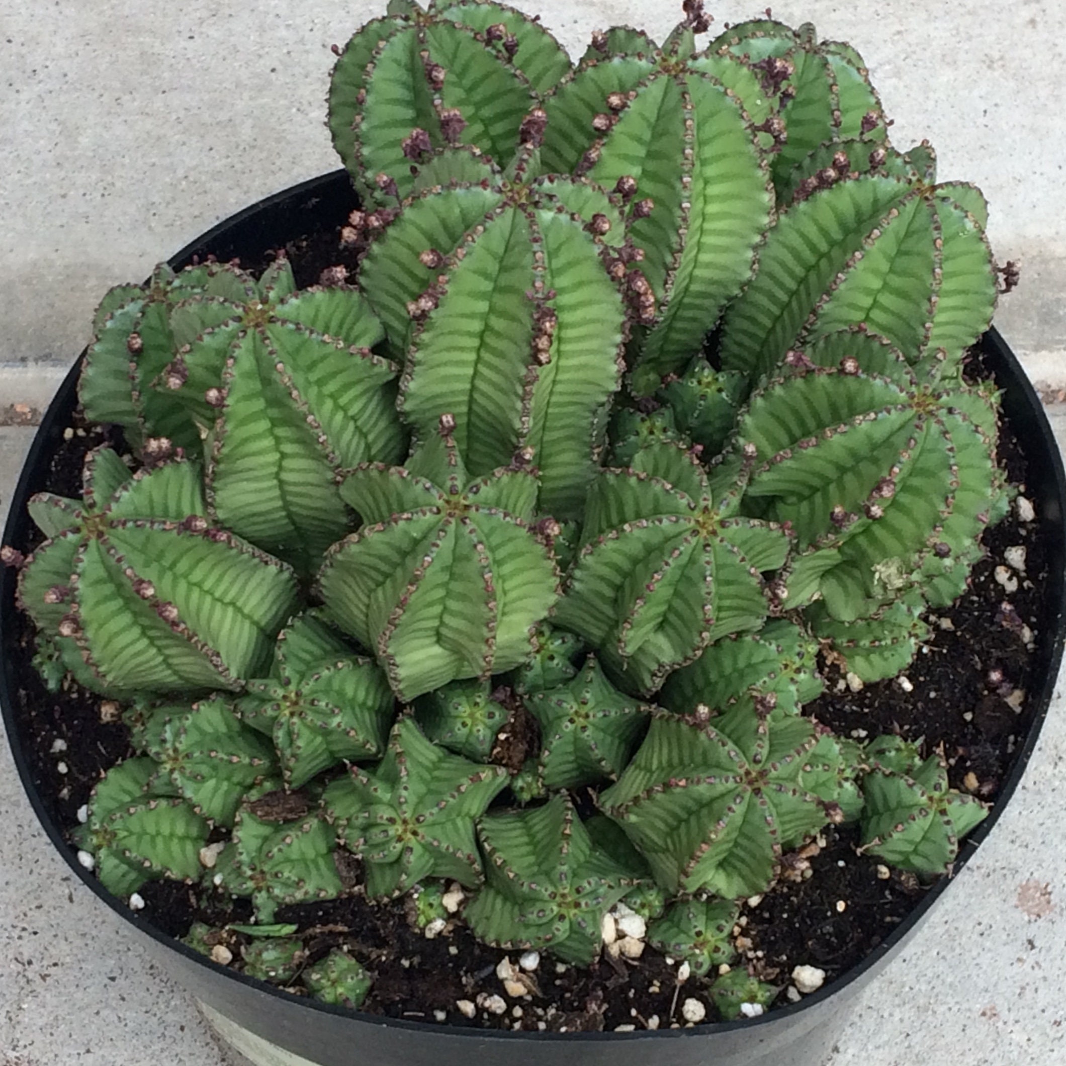 Cactus Plant. Mature Tanzanian Zipper Cactus. the Edges of Etsy