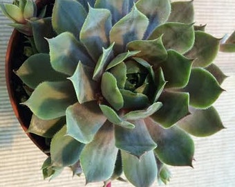 Medium Succulent Plant Hen's and Chicks Sempervivum Pacific Blue Ice