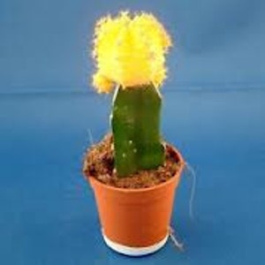 Cactus Plant. Large Grafted Moon Cactus. Bright Yellow Cactus adds beauty to your garden. image 2