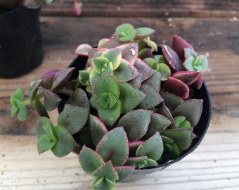 Small Succulent Plant. Crassula Calico Kitten. leaves blush a beautiful rose-lilac in drought or cold. Great as a hanging basket.