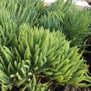 Mature Succulent Narrow-Leaf Chalksticks. A beautifully colored succulent.