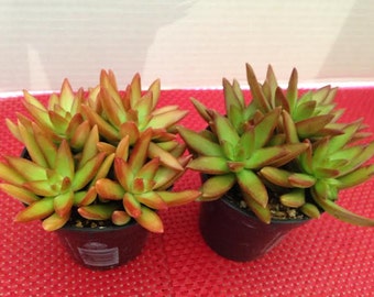 Medium Succulent Plant. Firestorm  Adds bright orange red rosette shaped clusters to drought resistant landscape and planters.