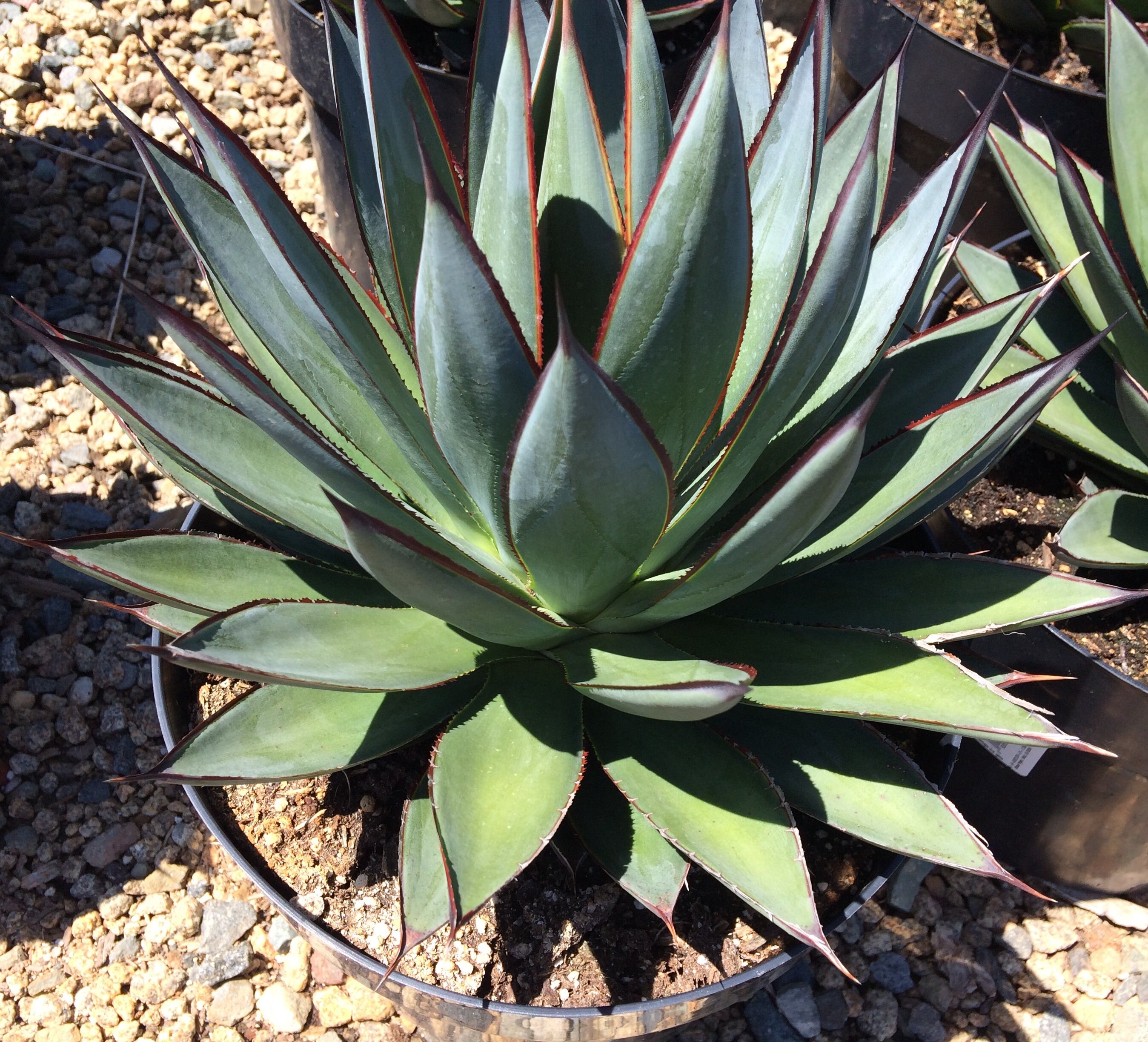 Succulent Plant Mature Agave Blue Glow. A uniquely colored Etsy