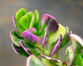 Medium Succulent Plant. Senecio Jacobsenii. This plant has exquisite coloring. Deep green leaves that shade to pale lilac and purple.