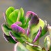 see more listings in the Medium Plants section