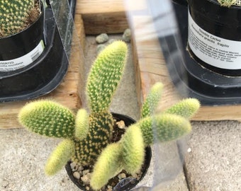 Small Cactus Plant. Golden Angel Wing Cactus.  Also called Golden Bunny Ear Cactus.  Very different and interesting.