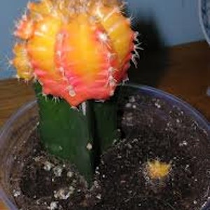 Cactus Plant. Large Grafted Moon Cactus. Bright Yellow Cactus adds beauty to your garden. image 4