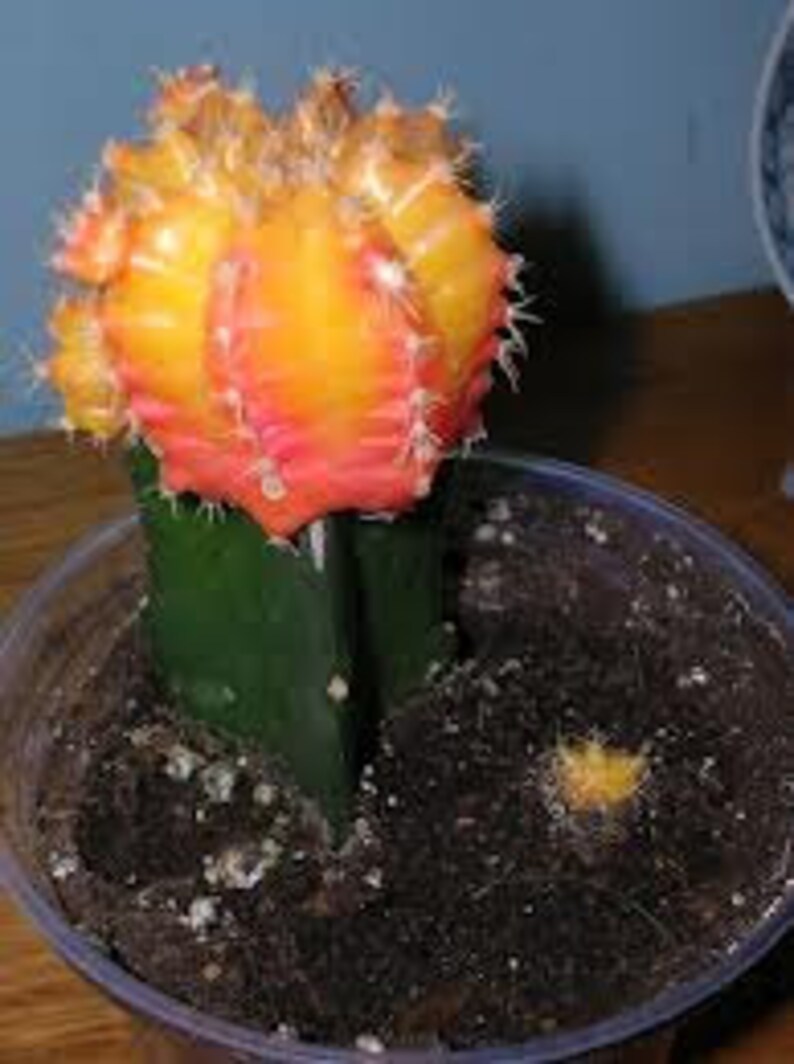 Cactus Plant. Large Grafted Moon Cactus. Bright Yellow Cactus adds beauty to your garden. image 4