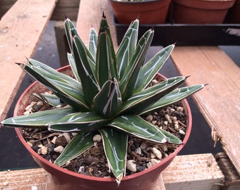 Medium Succulent Plant. Agave Regina. An exquisitely beautiful plant.