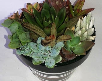 Succulent Plant. - Complete, beautiful succulent arrangement shipped completely planted in a Round Striped Ceramic Planter,