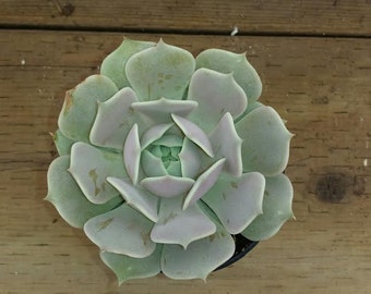 Medium Succulent Plant. Echeveria Lola.  A beautiful study in pale lavender hues.