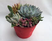 Small Succulent Arrangement in a Red Heart Designed Fabric Covered Planter. Beautiful and elegant, completely assembled dish garden.