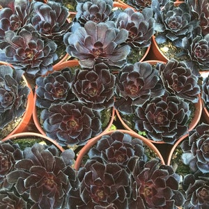 Medium Succulent Plant. Black Rose Zwartkop. Deep purple coloring of this beautiful rosette is almost black. image 4