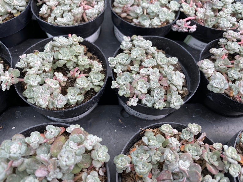 Small Succulent Plant Sedum Capo Blanco. A low growing plant of tiny white flowers. image 5