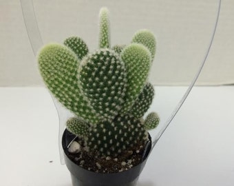 Small Cactus Plant. White Angel Wing Cactus.  Also called White Bunny Ear Cactus.  Very different and interesting.