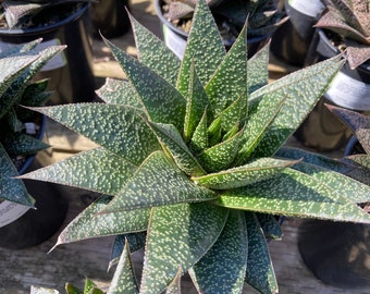 Succulent Plant. Large Gasteria 'Flo'. A beautiful, deep green swirled plant.