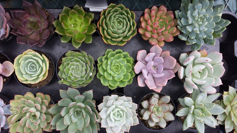 from the small plant section of my shop. You choose 10 plants in pots Ten Small Succulent Plants