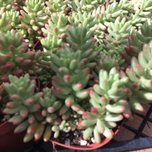 Large Succulent Plant Large Sedum Aurora known as the Jelly Bean Plant small, shrubby plant stems are erect at first and become trailing image 3