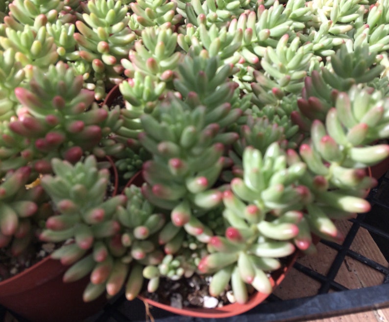 Large Succulent Plant Large Sedum Aurora known as the Jelly Bean Plant small, shrubby plant stems are erect at first and become trailing image 3