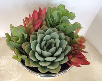 Succulent Plant Medium Succulent Arrangement in a Round White Enameled Planter. Beautiful, completely assembled arrangement