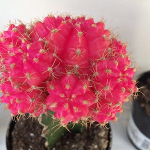 Roślina kaktusa. Duży szczepiony kaktus księżycowy. Jasny różowy kolor dodaje piękna Twojemu ogrodowi. zdjęcie 2