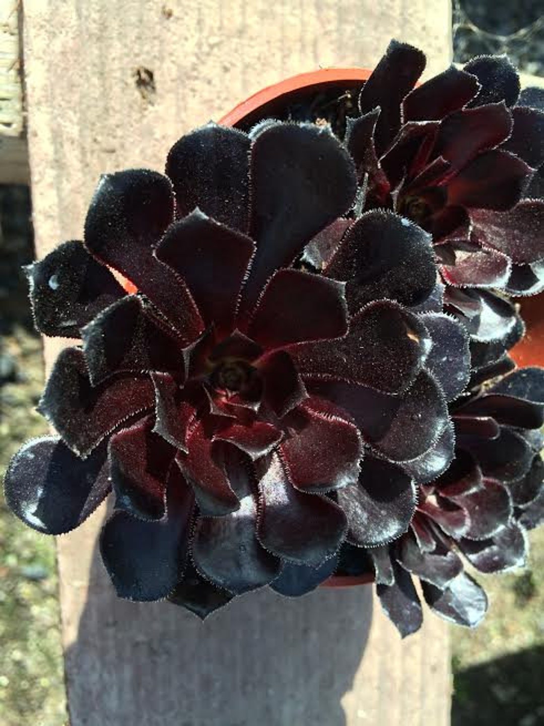 Medium Succulent Plant. Black Rose zwartkop. Deep Purple Coloring of ...