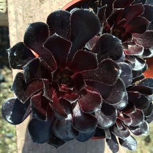 Medium Succulent Plant. Black Rose Zwartkop. Deep purple coloring of this beautiful rosette is almost black. image 1