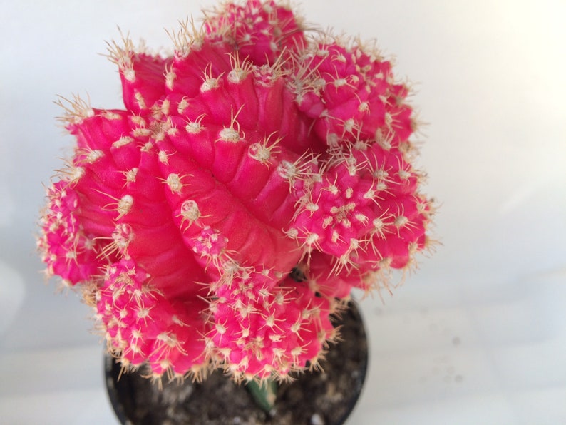 Small Cactus Plant. Grafted Moon Cactus. Bright pink color adds beauty to your garden. image 6