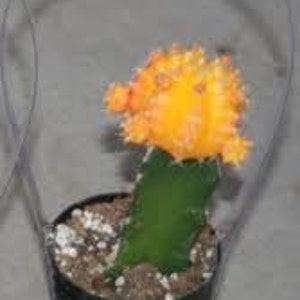 Cactus Plant. Large Grafted Moon Cactus. Bright Yellow Cactus adds beauty to your garden. image 3