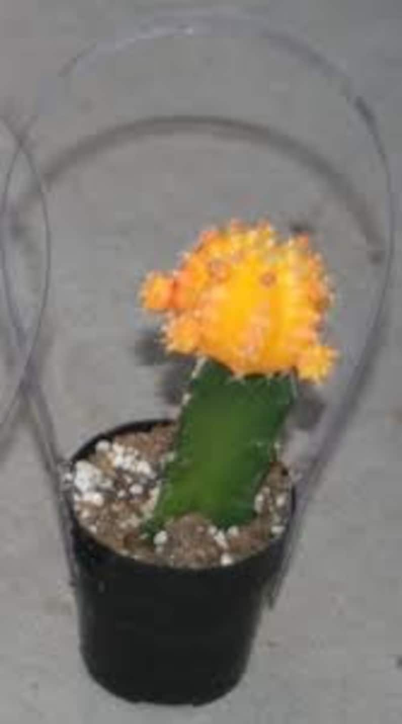 Cactus Plant. Large Grafted Moon Cactus. Bright Yellow Cactus adds beauty to your garden. image 3