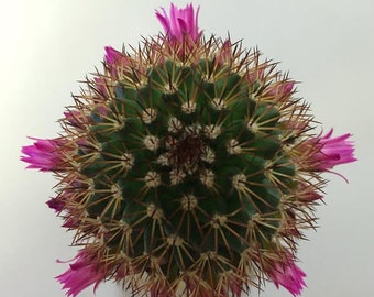 Medium Cactus Plant Mammillaria Spinossisima. A really chunky post with beautiful coloring!!