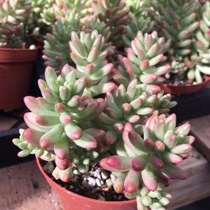 Large Succulent Plant Large Sedum Aurora known as the Jelly Bean Plant small, shrubby plant stems are erect at first and become trailing image 2