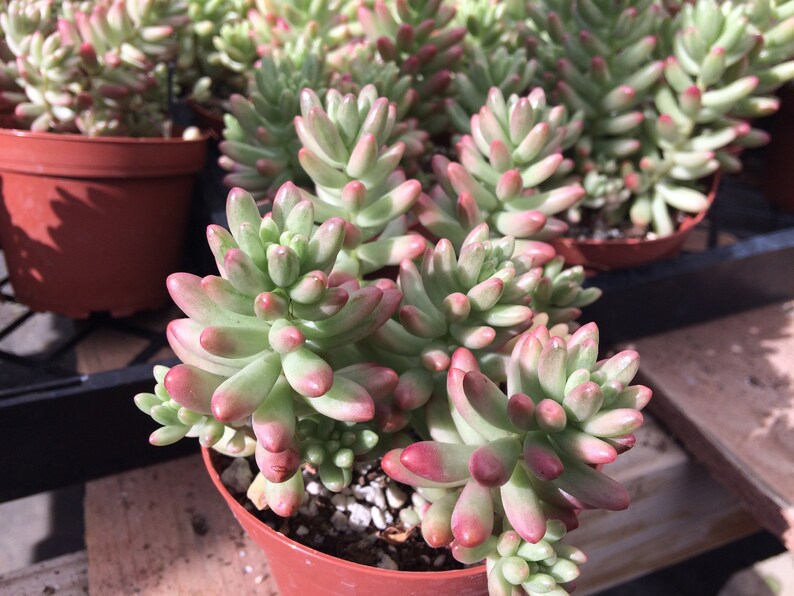 Large Succulent Plant Large Sedum Aurora known as the Jelly Bean Plant small, shrubby plant stems are erect at first and become trailing image 2