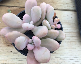 Medium Succulent Plant. Medium Pachypytum Oviferum. Also known as Moonstones.