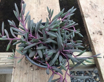 Medium Succulent Plant Little Pickles 'Ruby Necklace'. A beautifully colored, trailing succulent