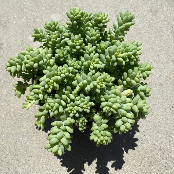 Mature Succulent Plant. Donkey Tail or  "Burrito"  has dense "jelly bean" leaves.  Excellent for hanging basket, centerpiece, terrarium