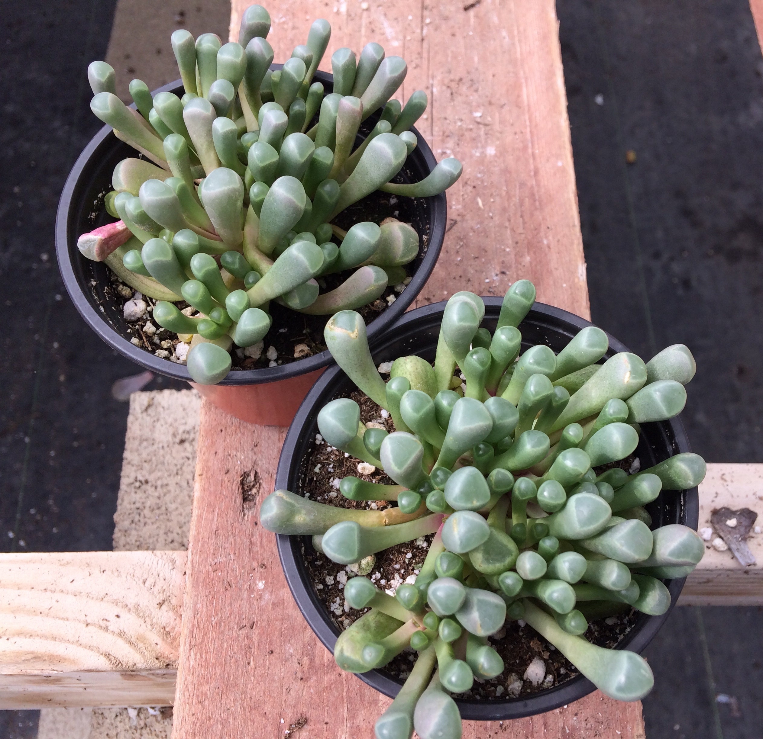 3 Types of Fenestraria Succulents
