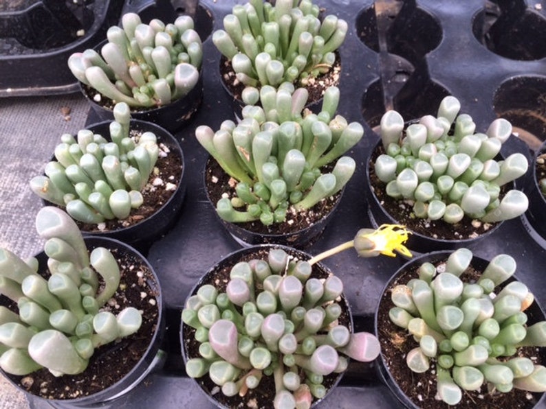 Small Succulent Plant. Baby Toes toes look like they have eyeballs on top of them. Sprout pretty white & yellow flowers. image 5