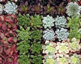 Succulent Plant. Assortment for 36 hand picked assortment of succulents for you! Beautiful variety! Perfect for wedding or shower favors