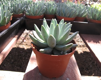 Medium Succulent Plant. Pachyveria 'Little Jewel'