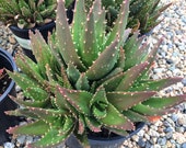 Mature Gold Tooth Aloe. A beautiful rosette shaped Aloe.