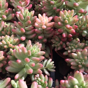 Large Succulent Plant Large Sedum Aurora known as the Jelly Bean Plant small, shrubby plant stems are erect at first and become trailing image 1