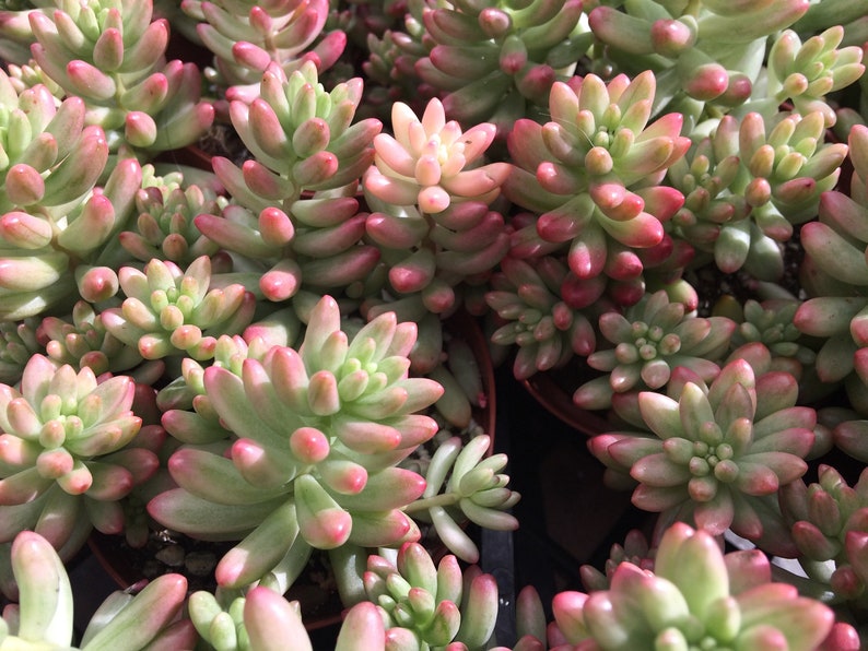 Large Succulent Plant Large Sedum Aurora known as the Jelly Bean Plant small, shrubby plant stems are erect at first and become trailing image 1