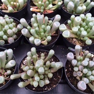 Small Succulent Plant. Baby Toes toes look like they have eyeballs on top of them. Sprout pretty white & yellow flowers. image 3